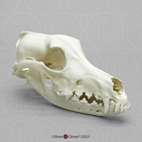 Saluki Skull