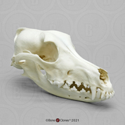 Saluki Skull