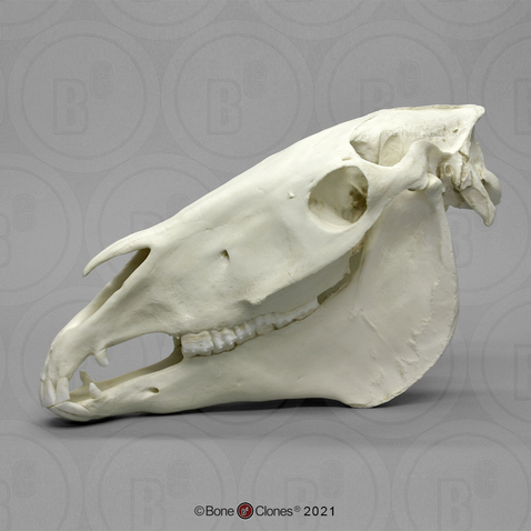 Horse Skull