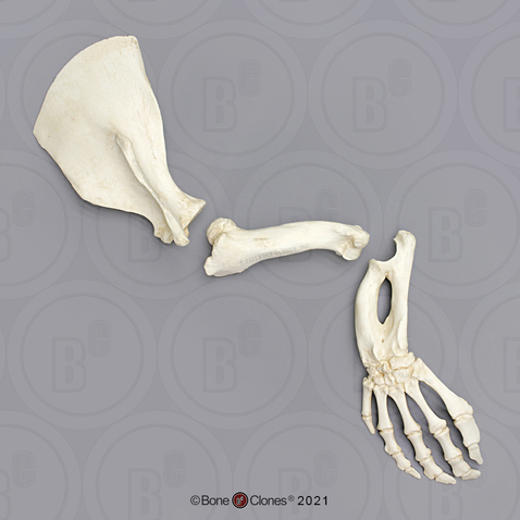 Manatee Forelimb Set