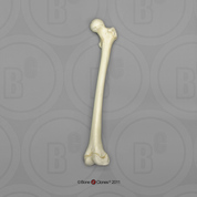 Human Adolescent Femur