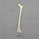 Human Adolescent Femur