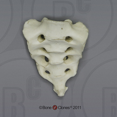 Human Adolescent Sacrum (Including Coccyx)