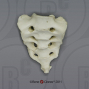 Human Adolescent Sacrum (Including Coccyx)