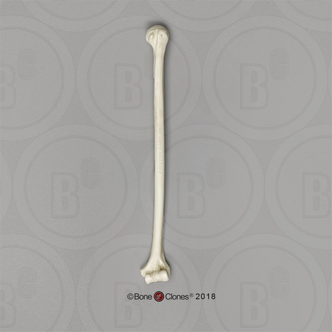 Siamang Humerus