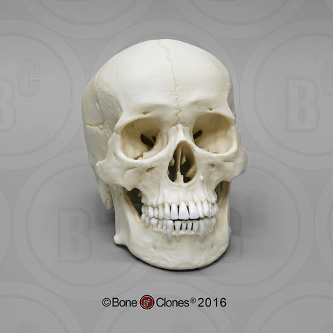 Human Male Asian Skull