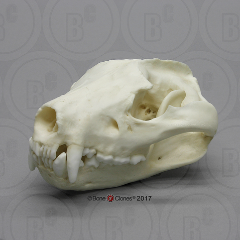 Tasmanian Devil Skull