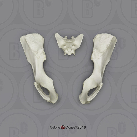 Mandrill Baboon Pelvis, Disarticulated