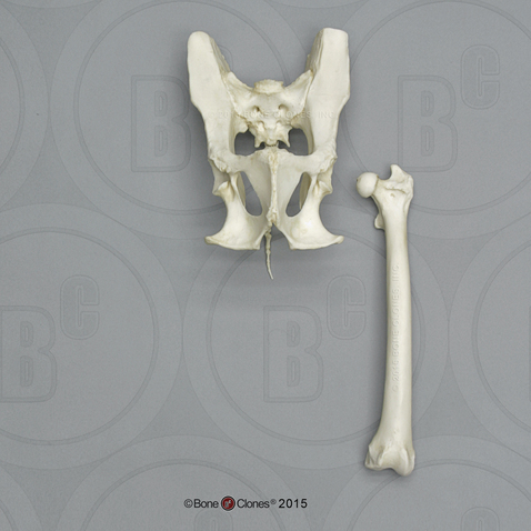 Mandrill Baboon Pelvis and Femur