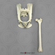 Vervet Monkey Pelvis and Femur