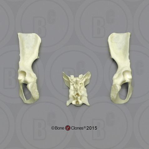 Vervet Pelvis, Disarticulated