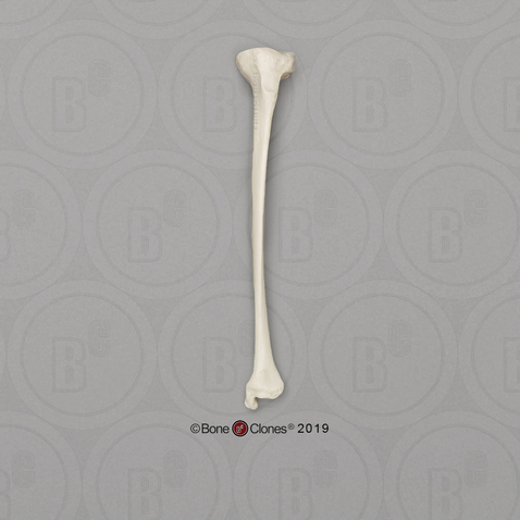 Siamang Tibia