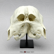 Two-faced Calf (Craniofacial duplication)