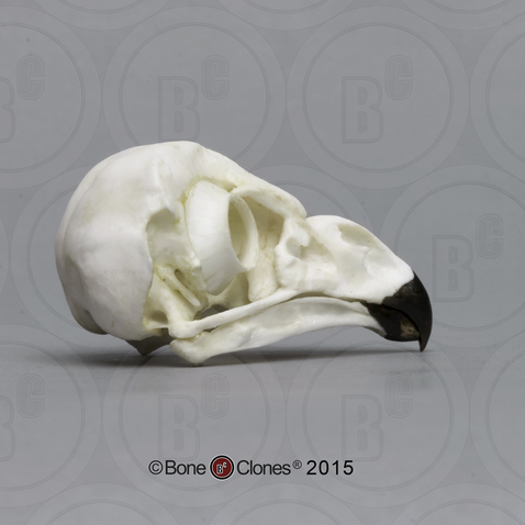 Short-eared Owl Skull