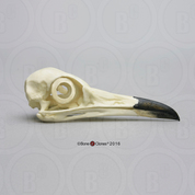 Roadrunner Skull