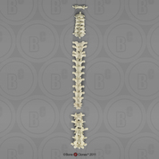 Human Male Asian Vertebral Column-all 24 Vertebrae, Disarticulated