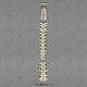 Human Male Asian Vertebral Column-all 24 Vertebrae, Disarticulated