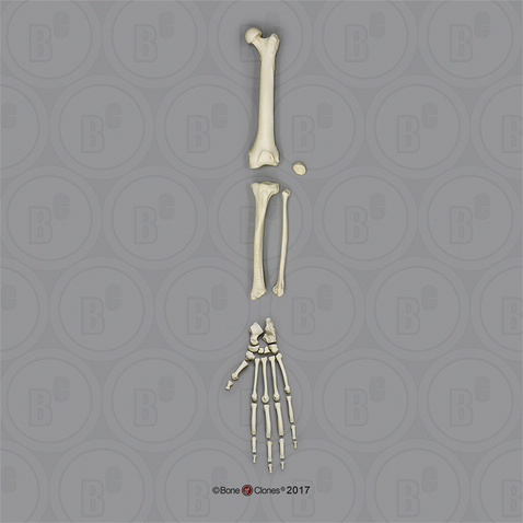 Male Orangutan Leg, Disarticulated with Disarticulated Foot