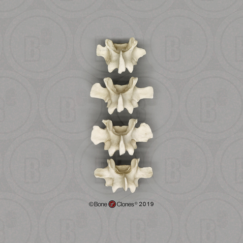 Siamang Lumbar Vertebrae, set of 4