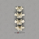 Siamang Lumbar Vertebrae, set of 4