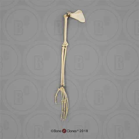 Indri Lemur Arm, Articulated with Scapula