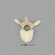 Human Male Asian Thoracic Vertebra, Single