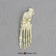 Human Adolescent Foot, Articulated, Premium Flexible