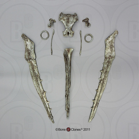 Disarticulated Odontopteryx gigas Skull