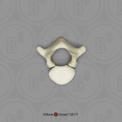 Human Child Thoracic Vertebra, Single (2 pcs.), 14 to 16-month-old