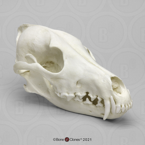 Economy Coyote Skull