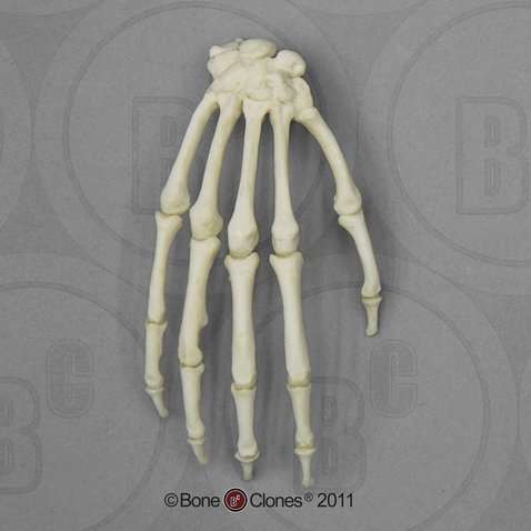 Capuchin Hand, Articulated Rigid