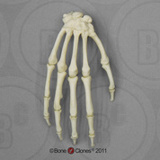 Capuchin Hand, Articulated Rigid