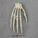 Capuchin Hand, Articulated Rigid