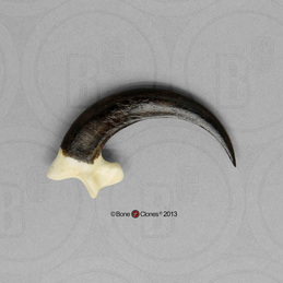 Bald Eagle Talon