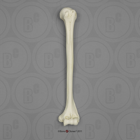 Human Adult Male Humerus