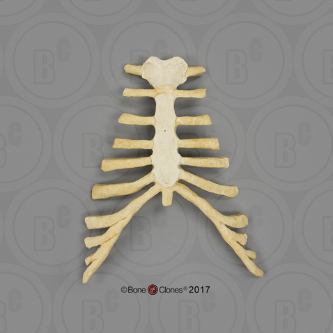 Human Male European Thorax Assembly (Sternum and Costal Cartilage)