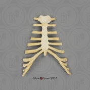 Human Male European Thorax Assembly (Sternum and Costal Cartilage)