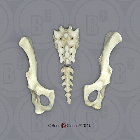 Indri Lemur Pelvis, Disarticulated