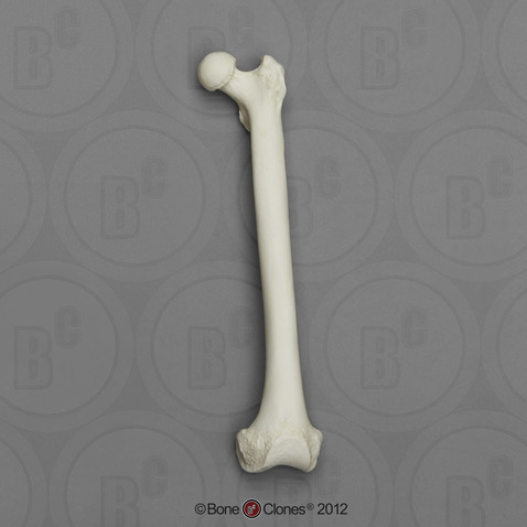 Bonobo Femur