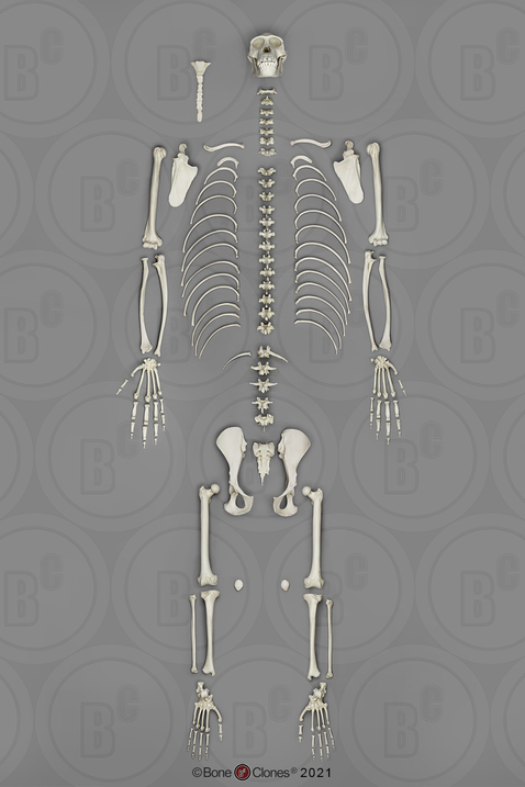 Disarticulated Bonobo Skeleton