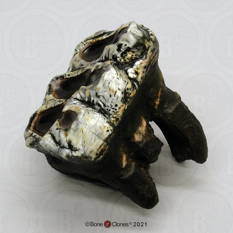 Mastodon Molar