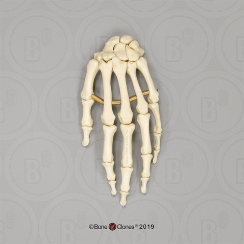 Human Female European Hand, Articulated, Premium Flexible