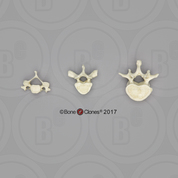 Human Male European Vertebrae, set of 3 - Cervical, Thoracic, Lumbar