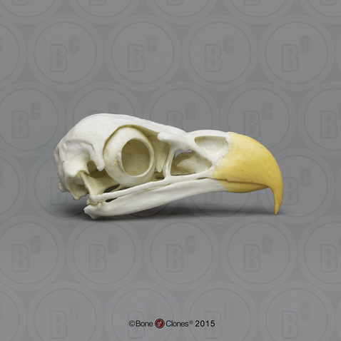 Bald Eagle Skull