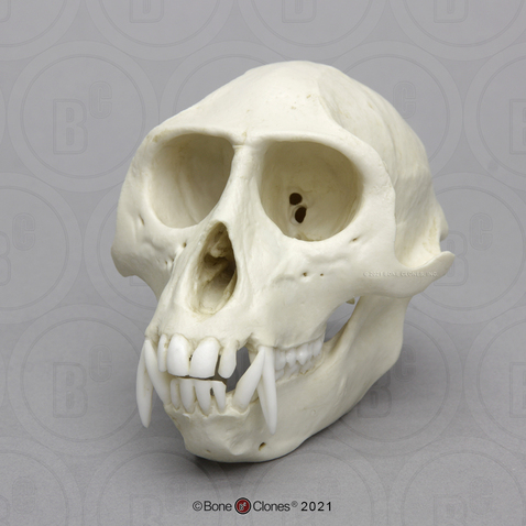 Vervet Monkey Skull