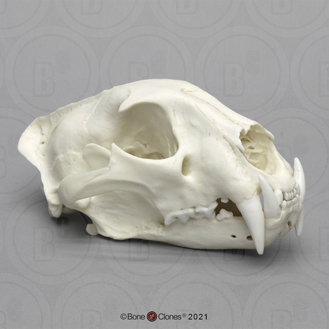 Male African Leopard Skull