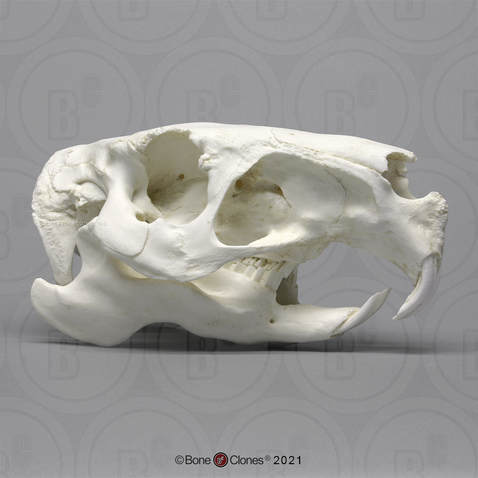 Capybara Skull