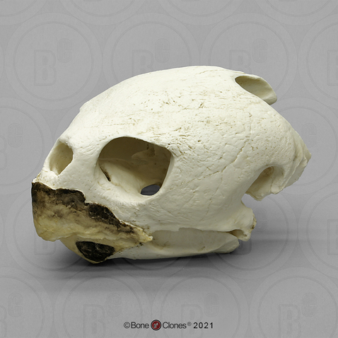 Loggerhead Sea Turtle Skull