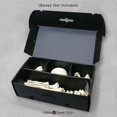 Plastic Carrying Case for Human Skeleton or Multiple Skulls