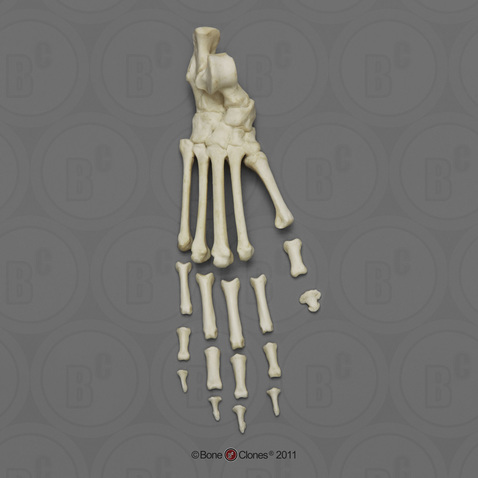 Rhesus Macaque Foot, Semi-articulated